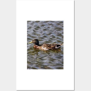 Female Mallard Duck Posters and Art